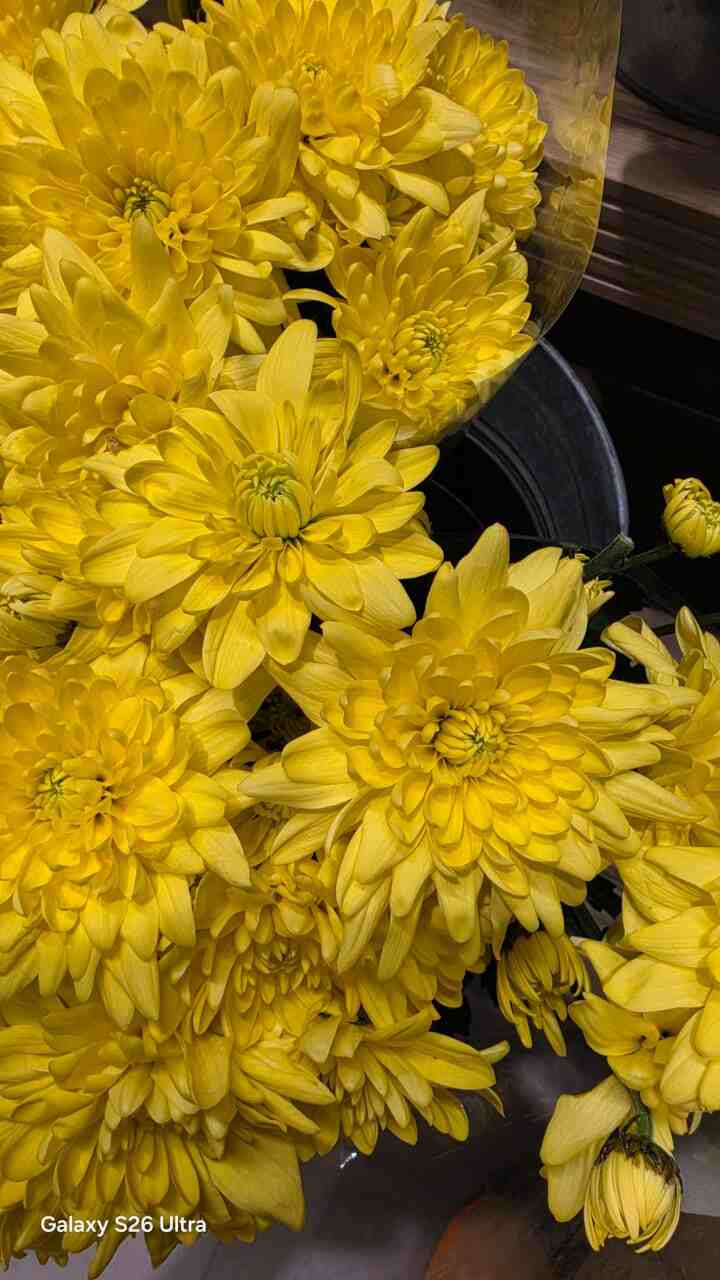 Samsung Galaxy S26 Ultra Camera image leak